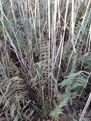 Thelypteris palustris palustris