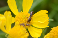 Nomada