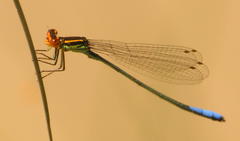 Pseudagrion newtoni