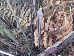 Thelypteris palustris palustris