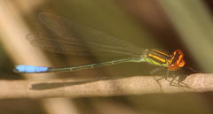 Pseudagrion newtoni