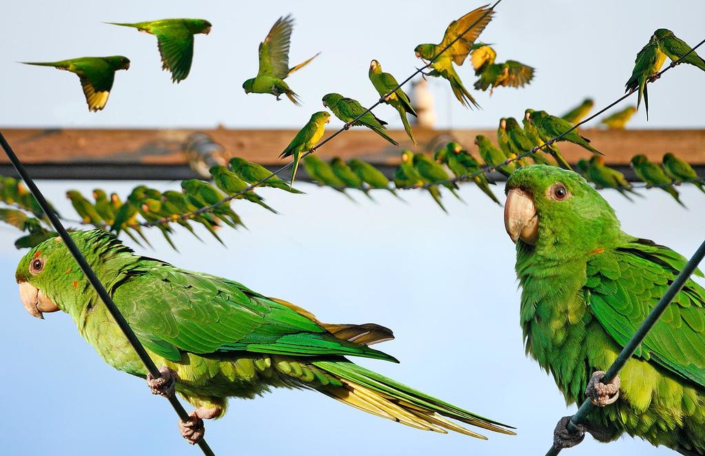 Green Parakeet