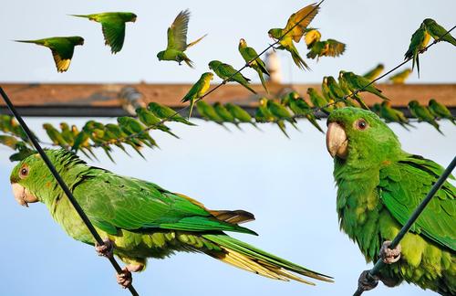 Green Parakeet
