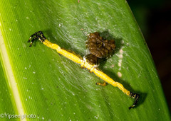 Phrynarachne ceylonica