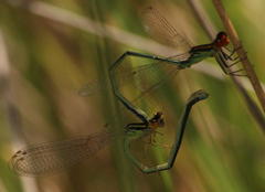 Pseudagrion newtoni