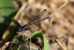 Argia pulla