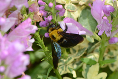 Xylocopa appendiculata appendiculata
