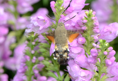 Macroglossum stellatarum