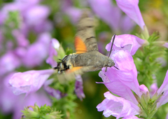 Macroglossum stellatarum