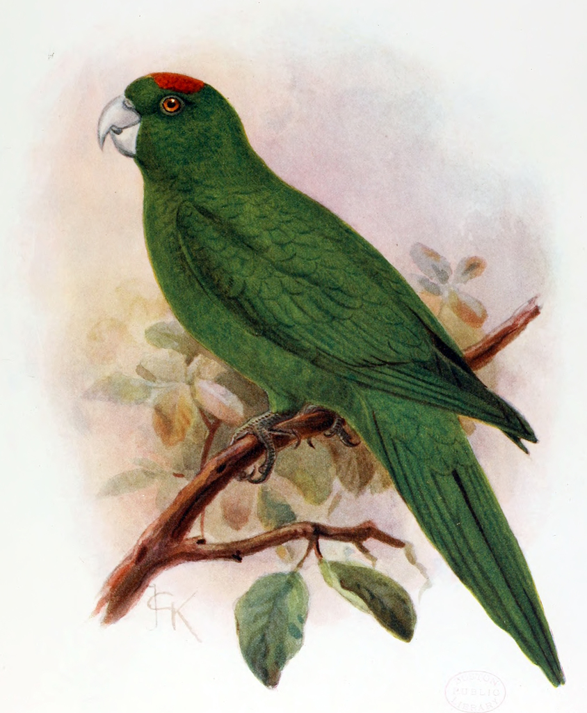 Guadeloupe Parakeet photo