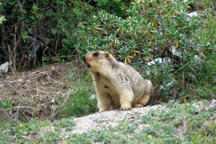 Himalayan Marmot photo 3