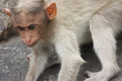 Macaca radiata