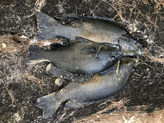 Hephaestus fuliginosus