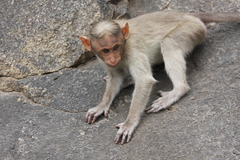 Macaca radiata