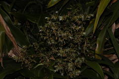 Dracaena aletriformis
