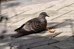 Streptopelia orientalis