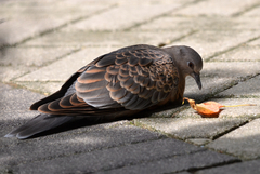 Streptopelia orientalis