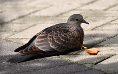 Streptopelia orientalis