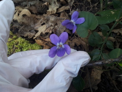 Viola odorata