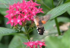Macroglossum stellatarum