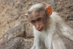 Macaca radiata
