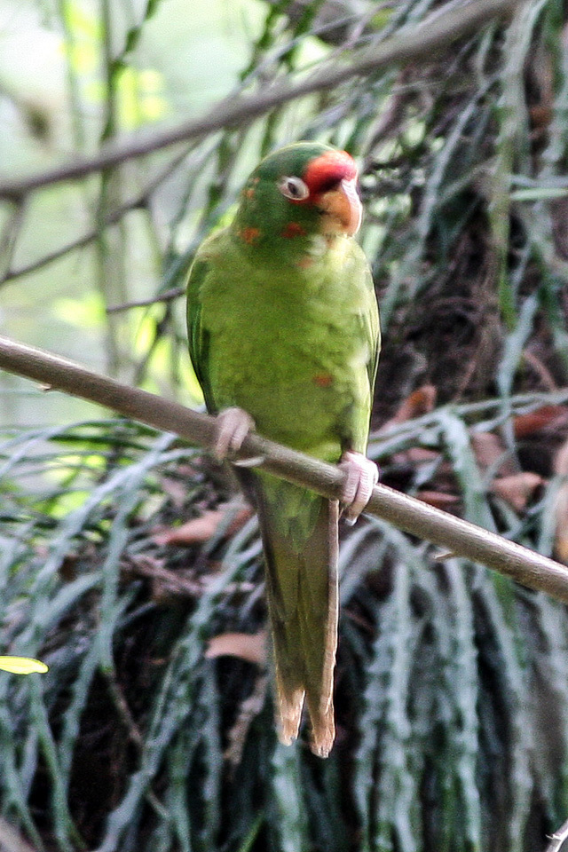 Mitred Parakeet