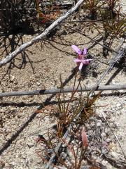 Pelargonium coronopifolium
