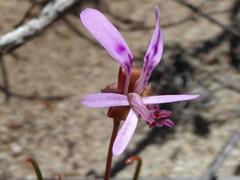 Pelargonium coronopifolium