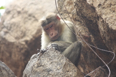 Macaca radiata