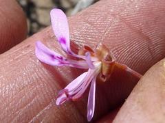 Pelargonium coronopifolium