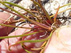 Pelargonium coronopifolium
