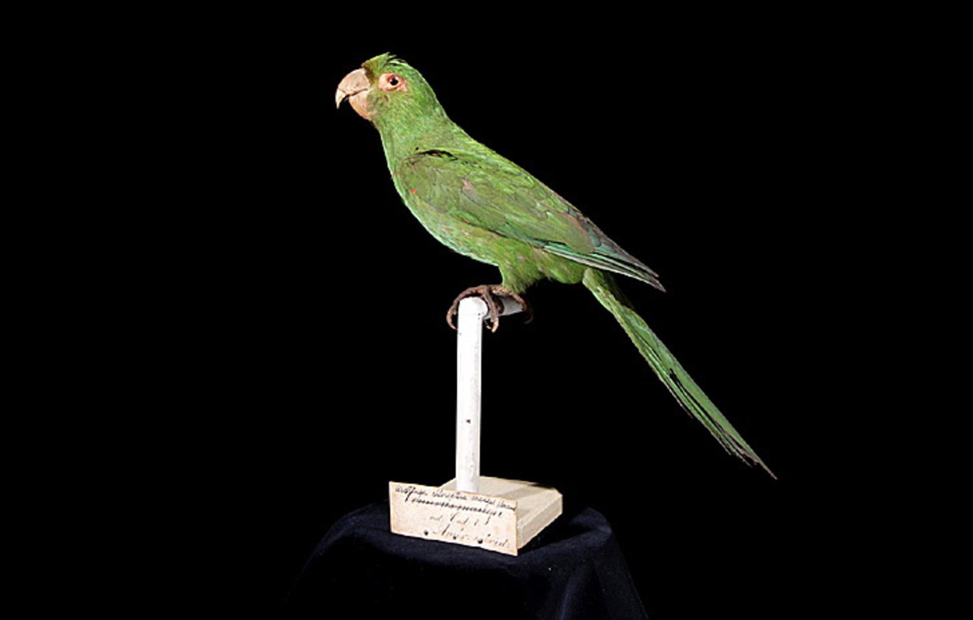 Puerto Rican Parakeet illustration