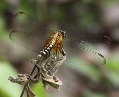 Erythrodiplax fervida