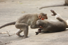 Macaca radiata