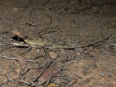 Diporiphora jugularis