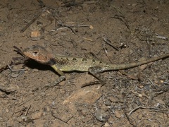 Diporiphora jugularis