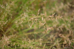 Eragrostis cumingii