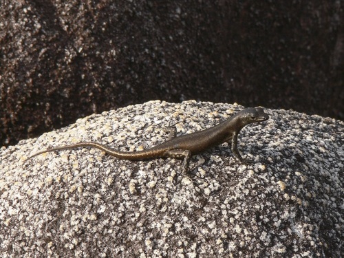 Black Mountain Rainbow-Skink