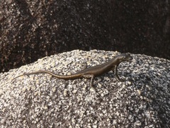 Black Mountain Rainbow-Skink photo 2