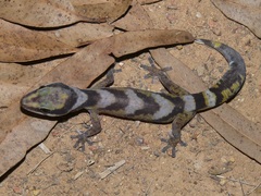 Oedura castelnaui