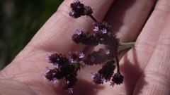Verbena bonariensis