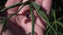 Verbena bonariensis