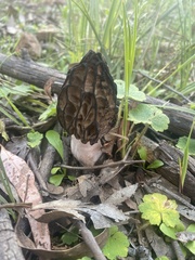 Morchella australiana