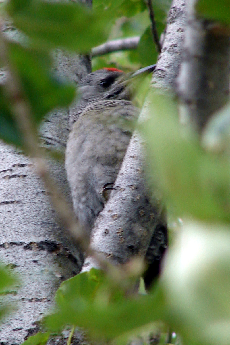 Grey-headed Woodpecker