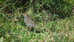 Cisticola fulvicapilla fulvicapilla