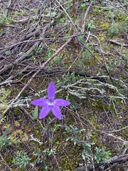 Glossodia