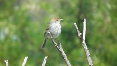 Cisticola fulvicapilla fulvicapilla