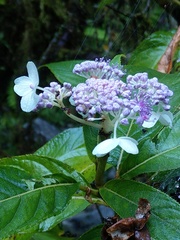 Hydrangea longifolia