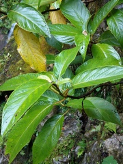 Hydrangea longifolia