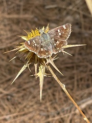 Muschampia proteides
